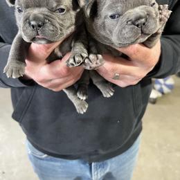 French Bulldog puppies from Summit View Frenchies