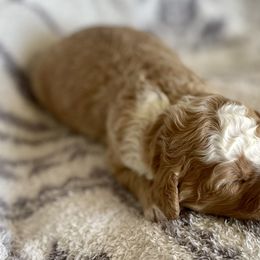 Boy 2 - Bernedoodle puppy in Amherst, Nebraska from Pile Family Goldendoodles