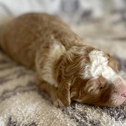 Boy 2 - Bernedoodle puppy in Amherst, Nebraska from Pile Family Goldendoodles