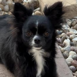 Rosie - Chihuahua