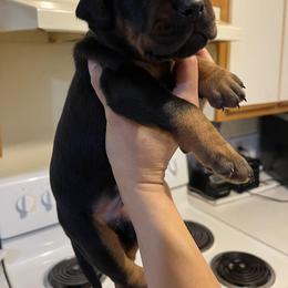 Bruce - Black and rust male Doberman Pinscher puppy in Newberg, Oregon from De Mata Dobermann Kennel