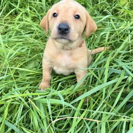 Brown collar male - Yellow male Labrador Retriever puppy in South Dakota from S&S Kennels LLC