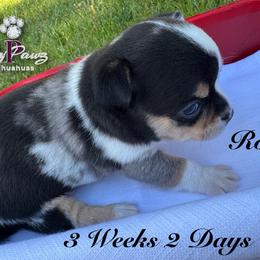 AKC Rocco - Merle male Chihuahua puppy in Columbus, Nebraska from Prancy Pawz