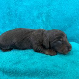 Beckett - Chocolate and tan male Dachshund puppy in Lincoln, Arkansas from Red Dirt Dachshunds