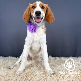 Venus - Parti female Goldendoodle puppy in Utah County, Utah from Big Hearted Breeders