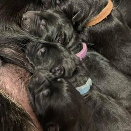 German Shepherd Puppies from Zobelhund German Shepherds