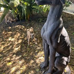 Italian Greyhound Puppies from Woofford Italian Greyhounds