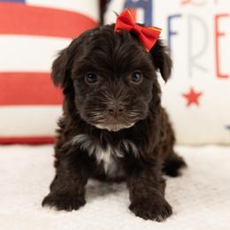 Rosie - Brown female Maltipoo puppy in Salt Lake City, Utah from My Doodle Puppy
