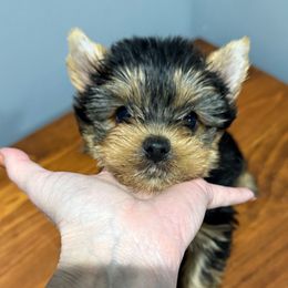 Champion sired Ben - Black and gold male Yorkshire Terrier puppy in Forest Hill, Maryland from Chikito's Yorkies