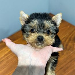 Champion sired Ben - Black and gold male Yorkshire Terrier puppy in Forest Hill, Maryland from Chikito's Yorkies