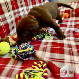 Red Collar - Chocolate male Labrador Retriever puppy in Alvin, Texas from Red Retrievers