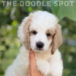 Dune - Parti male Goldendoodle puppy in San Antonio, Texas from The Doodle Spot