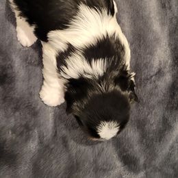 Biewer Terrier Puppies from Dignity Farms