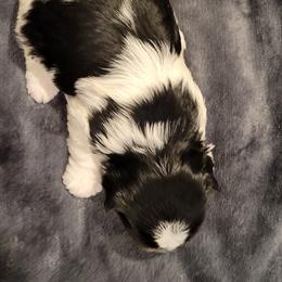 Biewer Terrier Puppies from Dignity Farms
