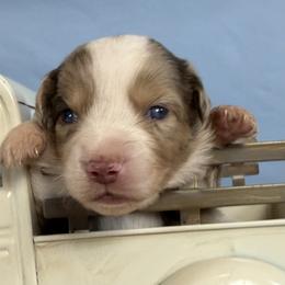 1 - Red merle male Miniature Australian Shepherd puppy in Cedar Creek, Texas from Rowdy Ranch Tx