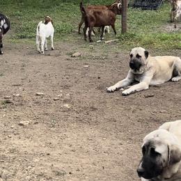 Turkish Boz Shepherds from Urmah Kennel