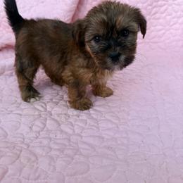 Girl 2 - Black and tan female Shorkie puppy in Florida from Shih tzus and Shorkies Galore