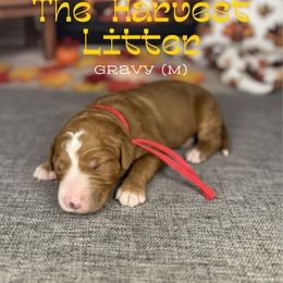 Gravy - Red  male Goldendoodle puppy in Houston, Texas from Golden Life Doodles