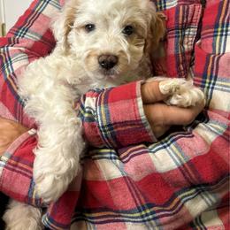 Saint - Cream male Cavapoo puppy in Gap, Pennsylvania from Luxe Cavapoo LLC