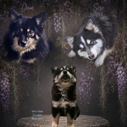 Patrick - Tri-color male Pomsky puppy in Franklinton, Louisiana from VooDoux Farms