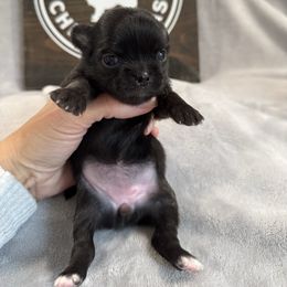 Ember - Black female Chihuahua puppy in Dayton, Ohio from Petite Pups
