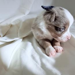 Raspberry - Red merle male Miniature Australian Shepherd puppy in Scottsburg, Indiana from Aussie Gems