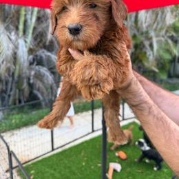 Boy 9 - Red male Whoodle puppy in Sebastian, Florida from Perri’s Whoodles
