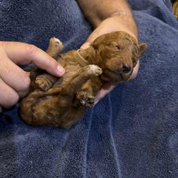 H25 Male Brown Collar - Red  male Goldendoodle puppy in Cape Coral, Florida from GoldenDoodles Cape Coral