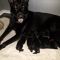 German Shepherd Puppies from Von Jarosz Haus