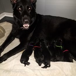 German Shepherd Puppies from Von Jarosz Haus
