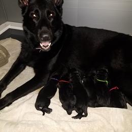 German Shepherd Puppies from Von Jarosz Haus
