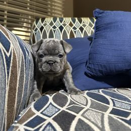 Blue collar girl - Blue female French Bulldog puppy in Winchester, Tennessee from Franklin Heights Frenchies