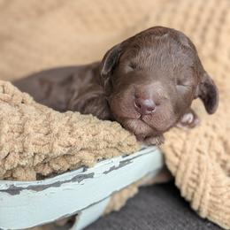 Briar - Brown female Poodle puppy in Prattville, Alabama from Jericho Junction Doodles and Poodles
