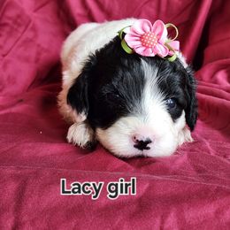 Lacy - Black and white female Portuguese Water Dog puppy in Narvon, Pennsylvania from Prized Family Porties