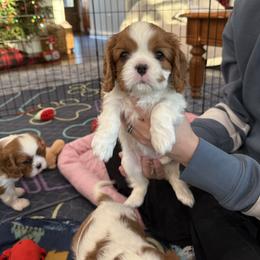 Girl 3 - Blenheim female Cavalier King Charles Spaniel puppy in Washington, North Carolina from Farmhouse Cavaliers NC