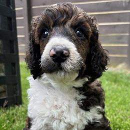 Hawken - Blue Collar - Sable male Poodle puppy in Monroe, North Carolina from The Klepper Homestead