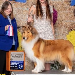 Collies from Edenmore collies