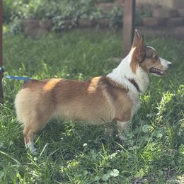 Tallie - Pembroke Welsh Corgi