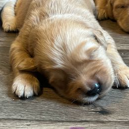 Golden Retriever Puppies from Lake Champlain Goldens