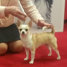CH. ROSIE - Chihuahua