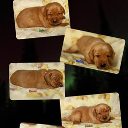 4th pick male puppy - Yellow male Labrador Retriever puppy in Twin Falls, Idaho from Whispering White Pines Labradors
