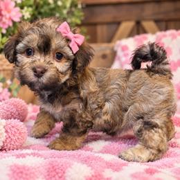 Choc female - Chocolate female Havapoo puppy in Medina, Ohio from Momma's Minis