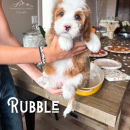 Bernedoodle and Cavapoo Puppies from Wonderful World Doodles