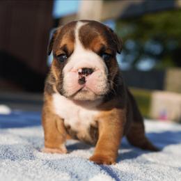 Float - Fawn and white male Bulldog puppy in Warsaw, New York from Hillview Kennels