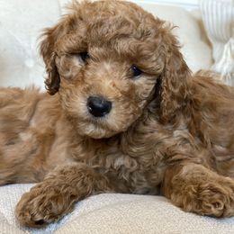 Labradoodle Puppies from Ruby Doo’s Doodles