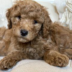 Labradoodle Puppies from Ruby Doo’s Doodles