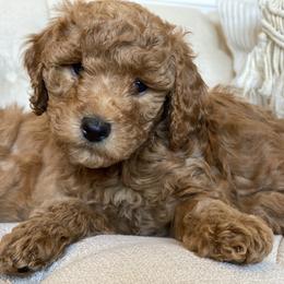 Labradoodle Puppies from Ruby Doo’s Doodles