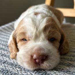 Coconut - Lemon and white male English Springer Spaniel puppy in Kellyton, Alabama from Wildwood