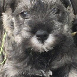 Miniature Schnauzer Puppies from MoonShadows Miniature Schnauzers