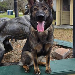 German Shepherd and Golden Retriever Puppies from Lace's High Flying German Shepherds And Golden Retrievers